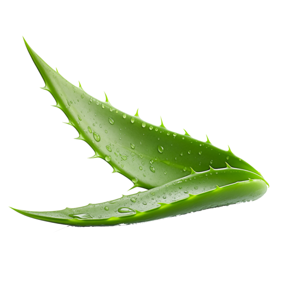 aloe vera rama