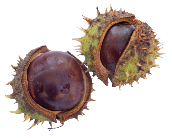 castanas indias