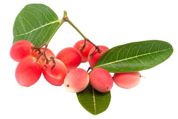 flor de rucus