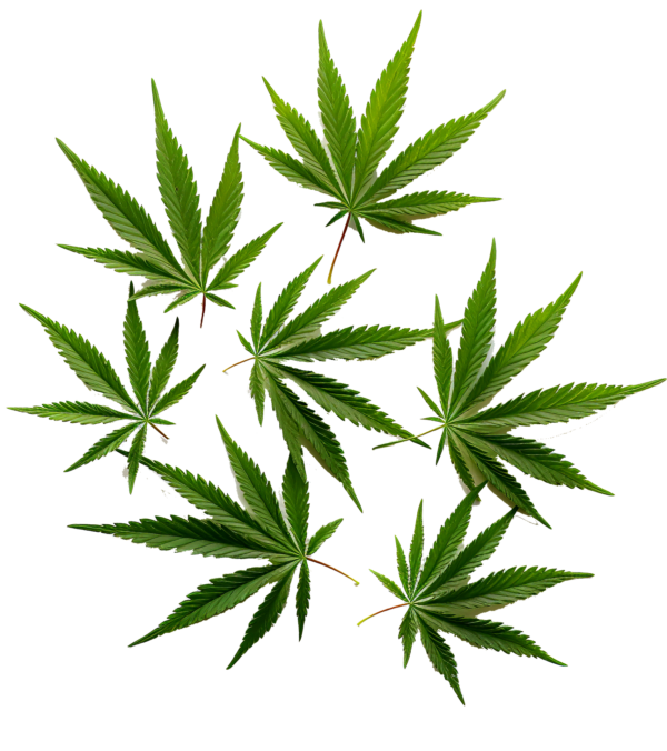 vecteezy ai generated cannabis plant isolated on white background 40993707