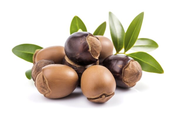 vecteezy argan seeds isolated on a white banner background argan oil 24396485 scaled