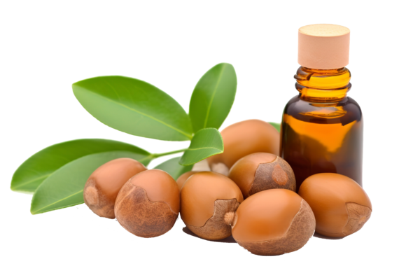 vecteezy argan semillas aislado en un blanco bandera antecedentes 24449627