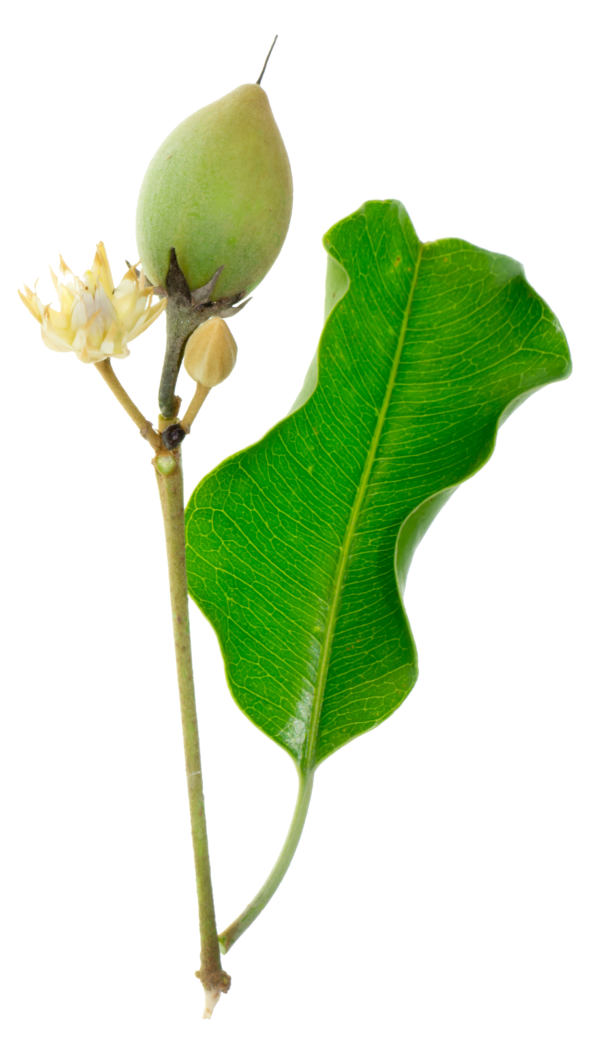 vecteezy bala madera planta 37144386 1