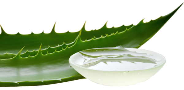 vecteezy fresco aloe vera hojas y coco petroleo en blanco fondo 28246396