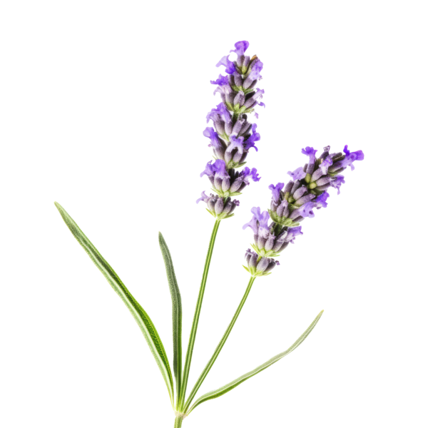 vecteezy lavender flower isolated illustration ai generative 23285865 154 1