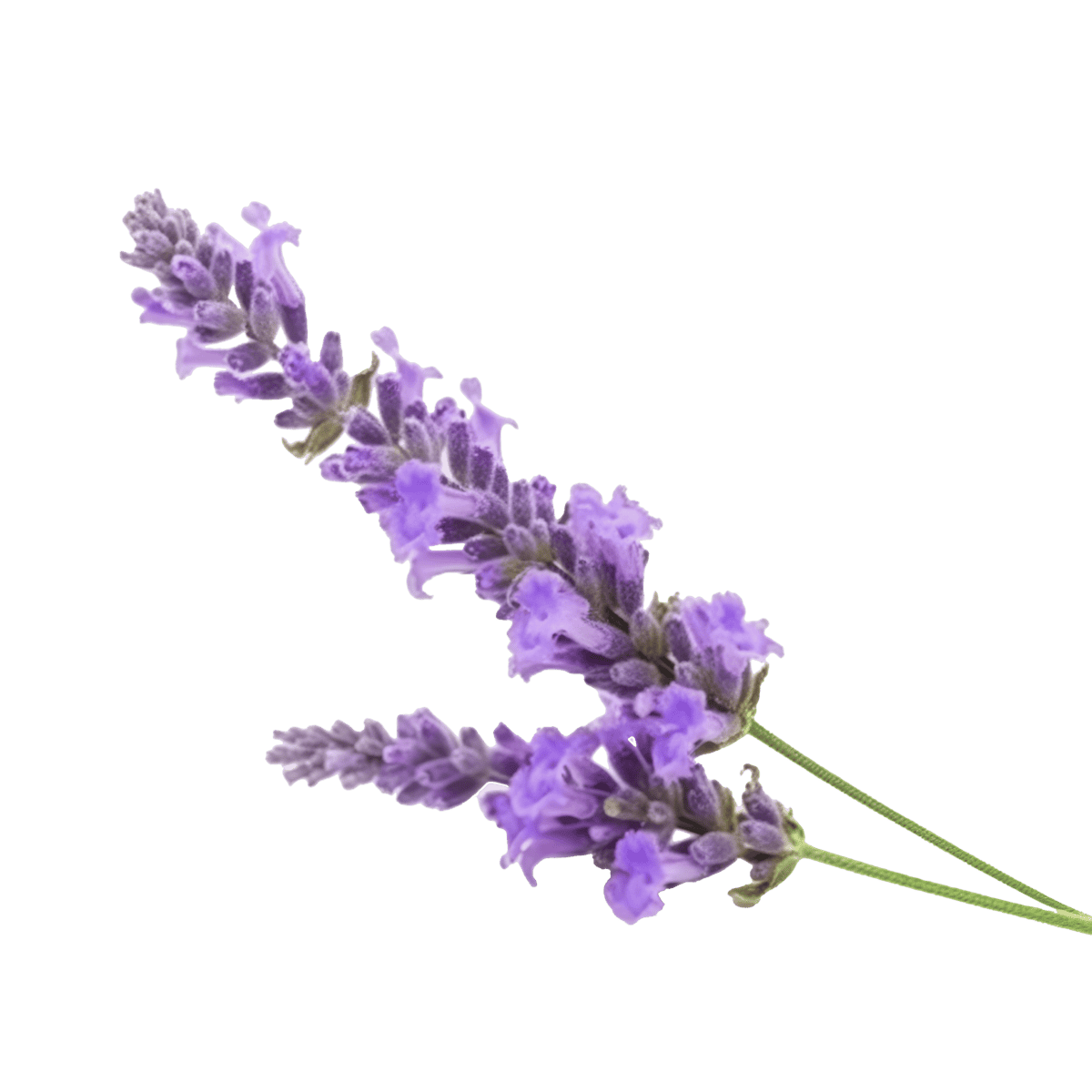 vecteezy_lavender-flower-isolated-illustration-ai-generative_23285974_512 vecteezy lavender flower isolated illustration ai generative 23285974 512 scaled