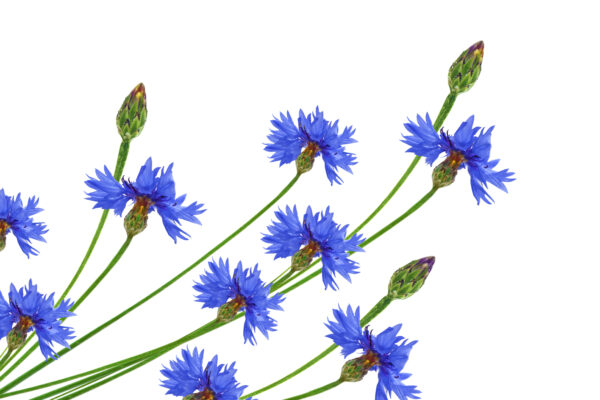 vecteezy wild flower cornflower centaurea 9309270 scaled