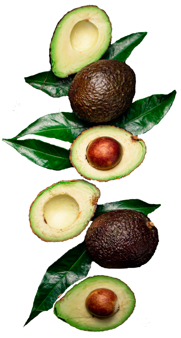 vecteezy piezas de fresco aguacate con hojas 31996463