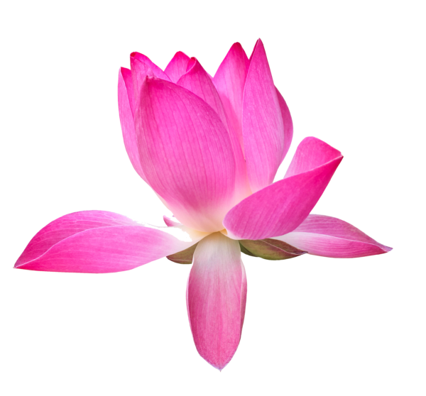 vecteezy isolated pink waterlily or lotus flower with clipping paths 10277743