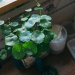 centella asiatica para que sirve
