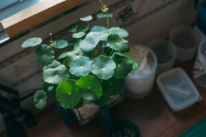 centella asiatica para que sirve
